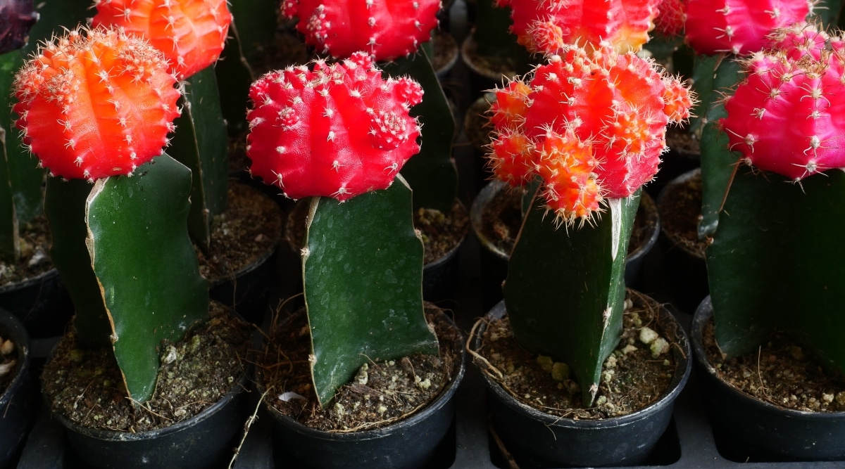 Varias plantas de cactus de luna rosa que crecen en pequeñas macetas negras.  Hay cuatro plantas en la parte delantera, y cada planta tiene una parte superior floreciente de color rosa brillante.