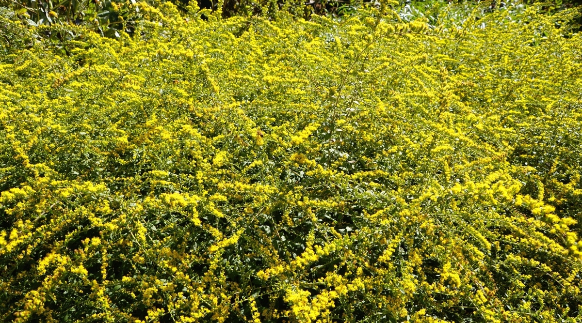 Arbusto grande con ramas largas y delgadas cubiertas de pequeñas flores de color amarillo brillante.