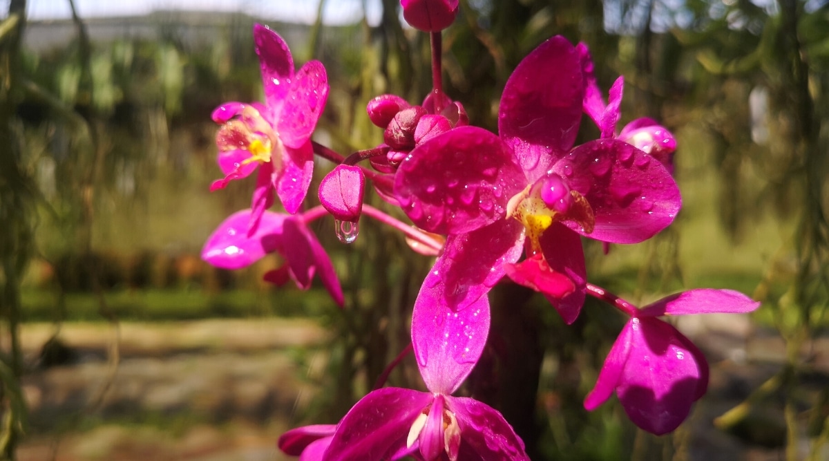 Primer plano de una planta de orquídeas en flor cubierta de gotas de agua.  Las flores son medianas, con pétalos y sépalos de color rosa brillante uniforme, y tienen un labio amarillo ligeramente alargado con puntas de color rosa intenso.