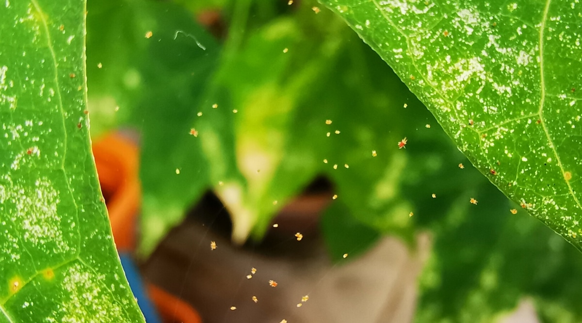 Primer plano de hojas verdes entre las cuales hay una telaraña delgada con diminutos ácaros araña.  Pequeños insectos rojos con patas y antenas de color blanco amarillento.