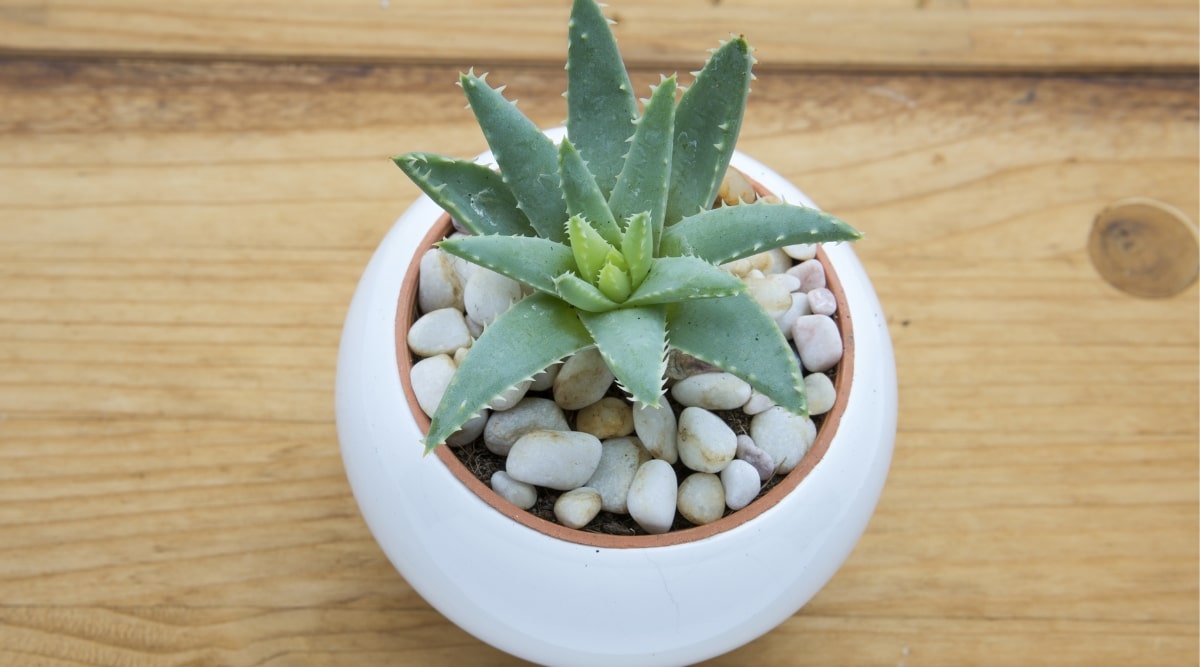 Planta suculenta en una maceta blanca muy pequeña sentada sobre la mesa.  La planta es verde y saludable, y hay piedras blancas que rodean la base.