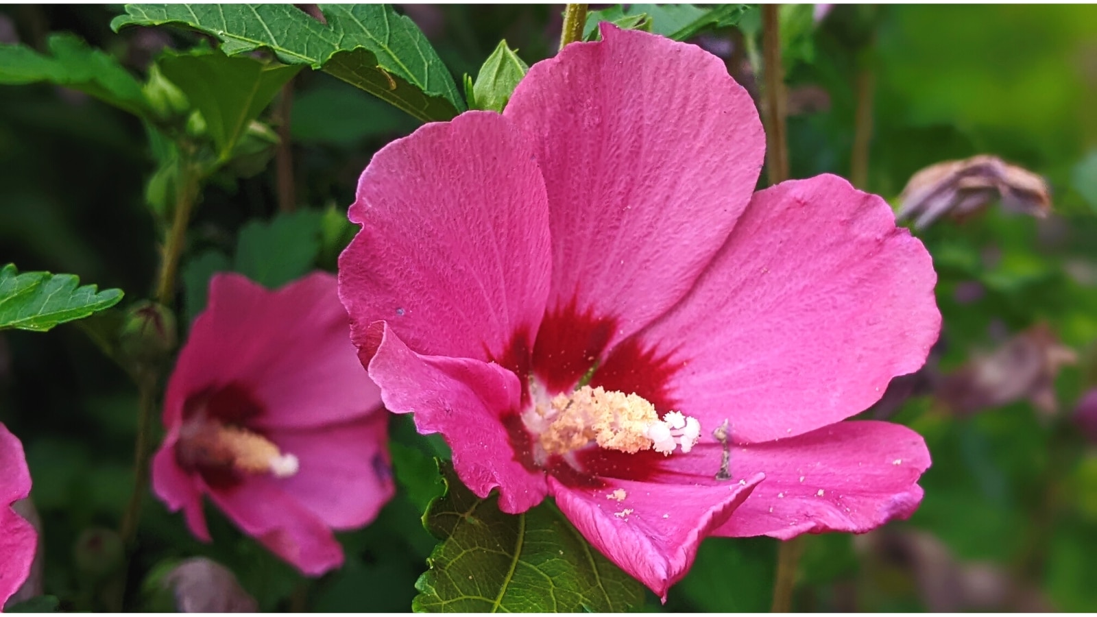 Primer plano de una flor rosa brillante con grandes pétalos ovalados que van del rosa al rojo en el centro.  En el centro de la flor hay un estambre largo, blanco y esponjoso.