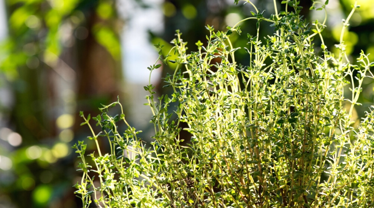 Primer plano de un arbusto de tomillo en crecimiento a pleno sol en un jardín, contra un fondo borroso.  El tomillo tiene tallos leñosos erectos cubiertos con hojas pequeñas, delgadas y ovaladas.