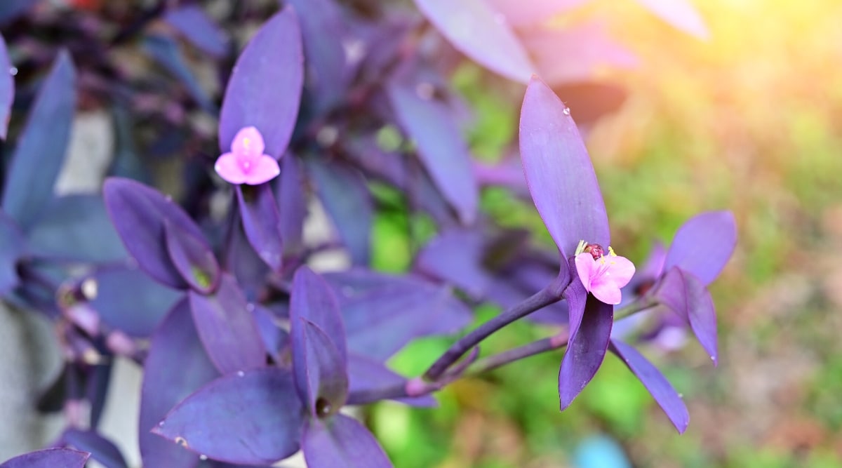 Primer plano de una planta de color púrpura oscuro con tallos largos y gruesos y hojas gruesas de forma ovalada con pequeñas flores rosadas en el centro de los racimos de hojas.