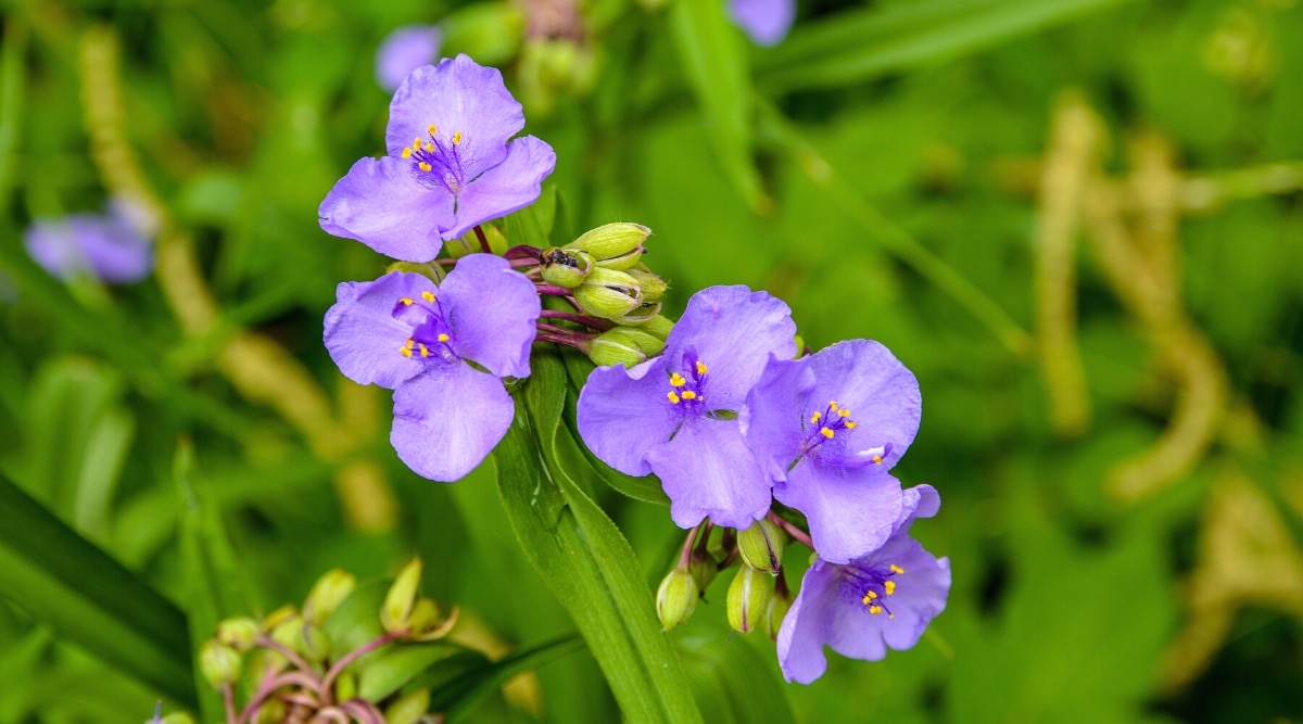Primer plano de cinco flores pequeñas de color púrpura claro con tres pétalos y un pequeño estambre amarillo.  Las flores crecen de un tallo más grande en racimos de pequeños capullos verdes. 