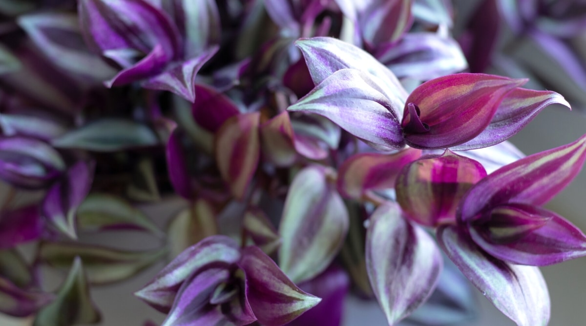 Primer plano de una planta en maceta verde y púrpura.  Las hojas se agrupan en tallos largos, con hojas de forma ovalada que son puntiagudas en las puntas.  Cada hoja tiene rayas moradas y verdes.