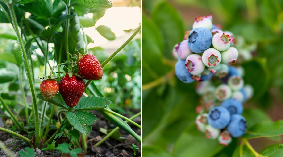 Dos imágenes de frutas creciendo una al lado de la otra.  Las fresas crecen en el lado izquierdo y los arándanos crecen en el derecho.  Ambos conjuntos de frutos están maduros y listos para ser cosechados.
