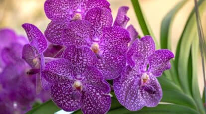 Planta con flores moradas que florece en el interior con flores de color violeta que tiene manchas blancas.