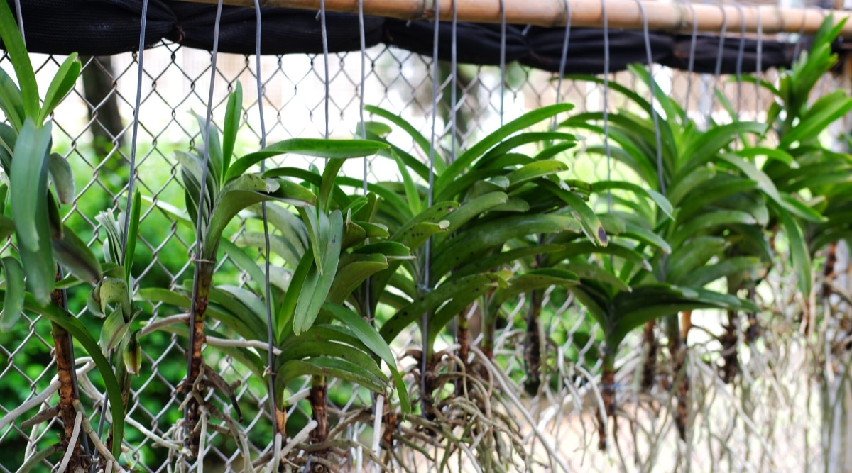 Primer plano de muchas orquídeas Vanda colgando en un invernadero con raíces aéreas colgantes.  La planta tiene un crecimiento erguido de hojas, de color verde oscuro, largas, estrechas, con puntas ligeramente puntiagudas.  Algunas hojas tienen manchas de color marrón oscuro y daños leves.