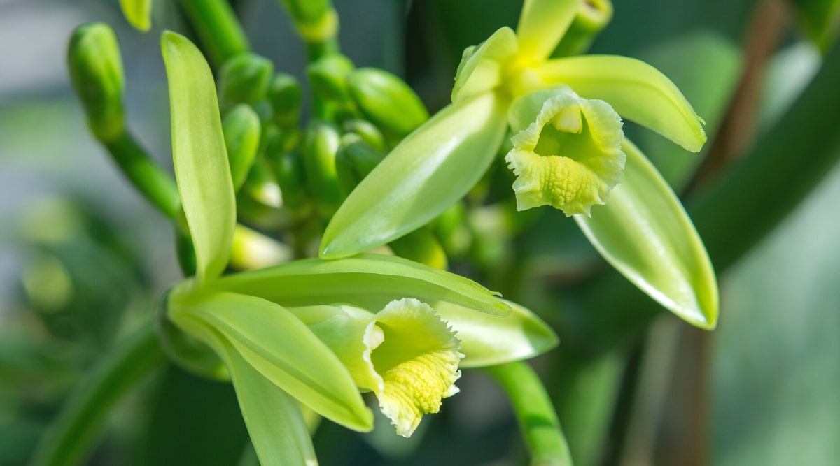 Primer plano de las orquídeas de vainilla en flor sobre un fondo verde borroso.  Las flores son grandes, tienen 5 pétalos y sépalos verdes, largos y delgados, y labelos largos, tubulares, de color blanco crema con un borde ondulado.