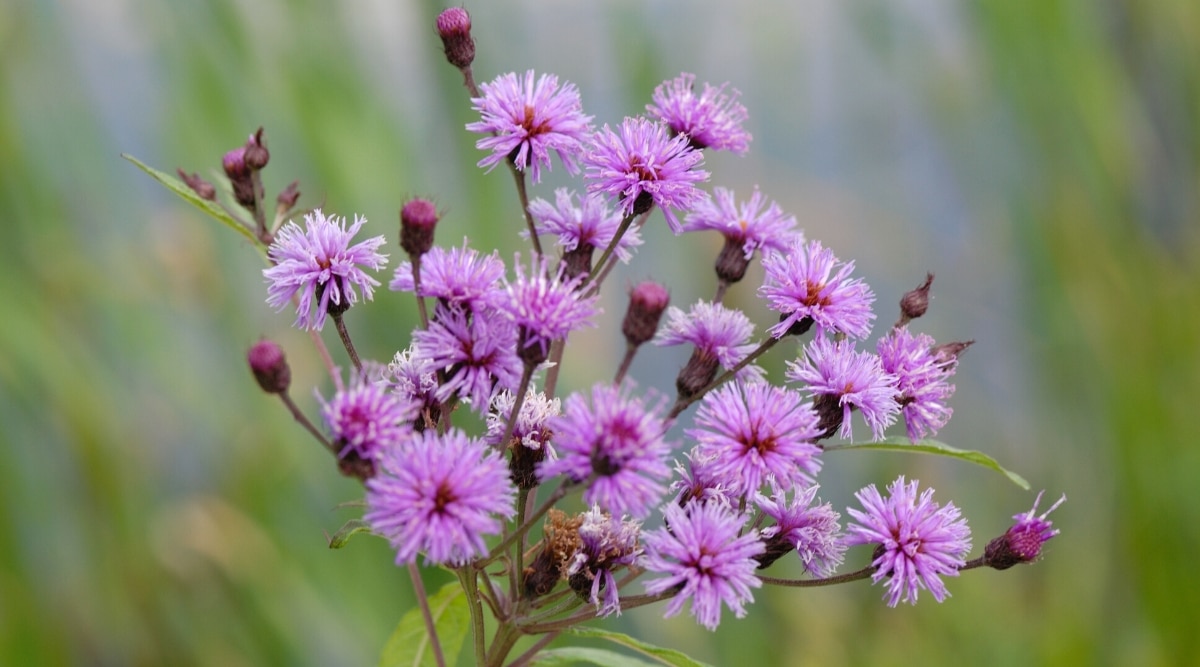 Primer plano de un tallo alto del que crecen varios tallos más pequeños, que tiene flores puntiagudas de color púrpura en la parte superior.