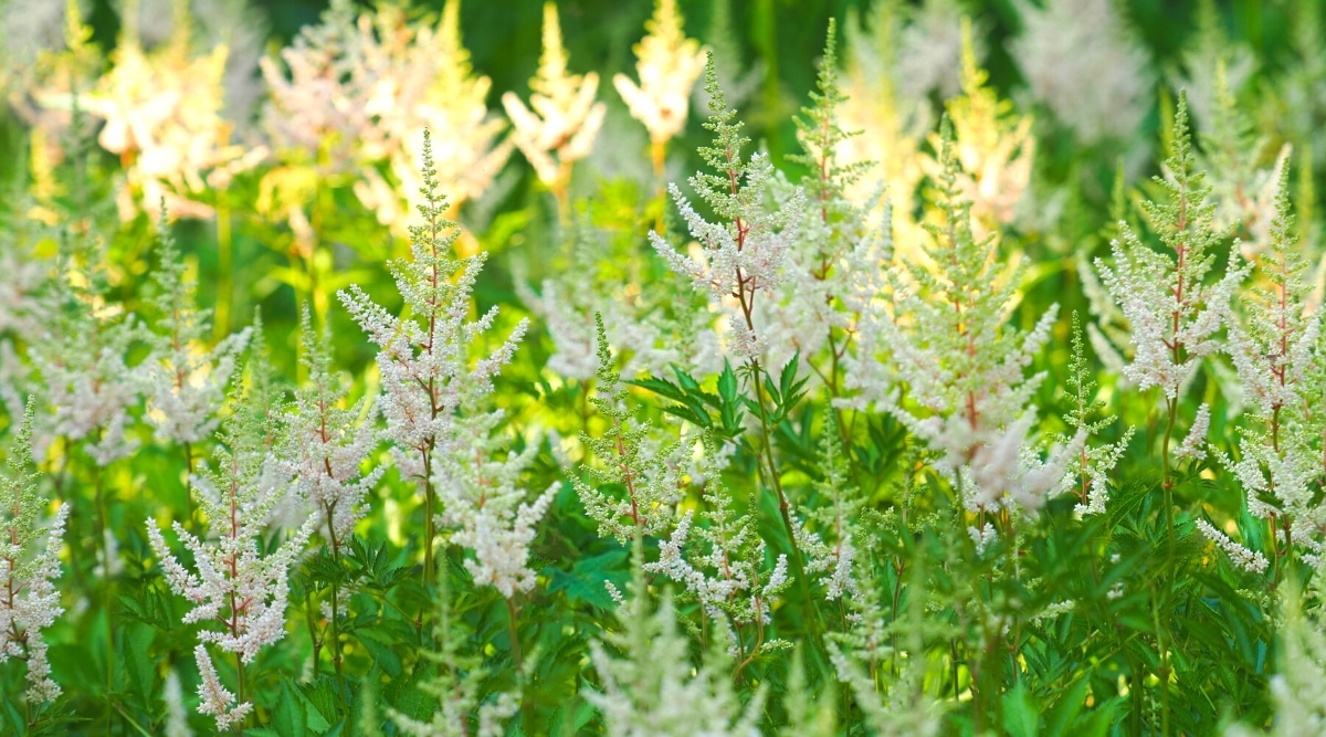 Flores de astilba de color blanco cremoso en un jardín de verano.  Muchas panículas hermosas, esponjosas y pinnadas que consisten en pequeñas flores densas.  Las hojas son pequeñas, trifoliadas, compuestas de folíolos verde oscuro de dientes afilados.