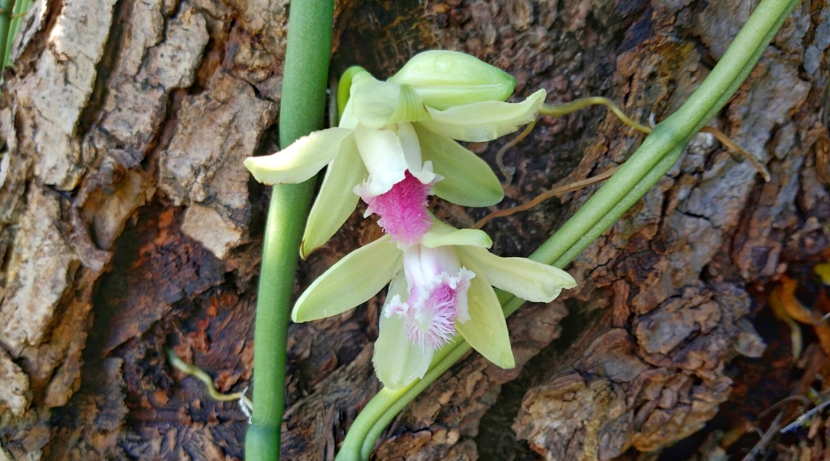 Primer plano de las orquídeas florecientes Aphylla Vanilla en la corteza de un árbol.  Las flores son grandes, tienen pétalos de color amarillo verdoso y sépalos con labelos de color blanco cremoso que sobresalen con estructuras finas como pelos y un tinte rosado en el centro.