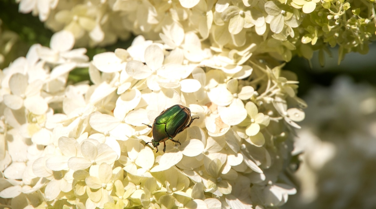 Primer plano de un escarabajo Cetonia Aurata en hermosas flores de arbusto blanco en un jardín soleado.  El escarabajo es grande, de forma ovalada con un hermoso caparazón verde iridiscente.  Las panículas son grandes, consisten en muchas pequeñas flores blancas estériles.