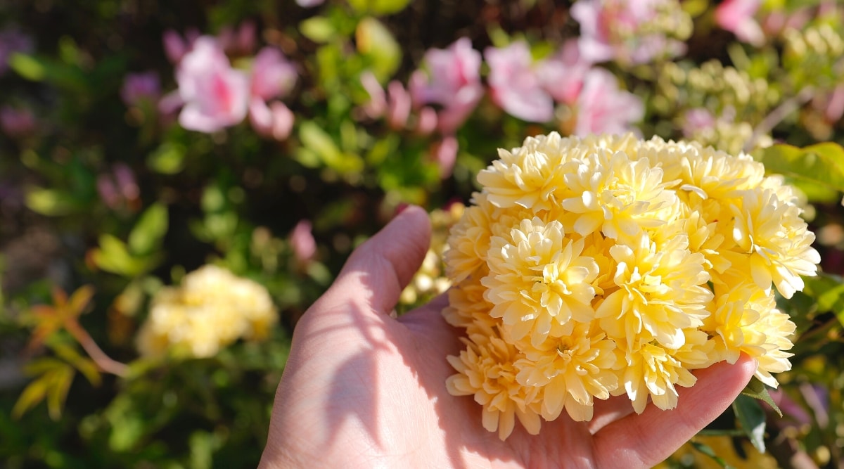 El primer plano de la mano de una mujer sosteniendo algunos bancos de señora cortaron rosas contra un fondo borroso de un floreciente jardín soleado.  Las flores son pequeñas, dobles, delicadas de color amarillo mantecoso, con pequeños pétalos ovalados.