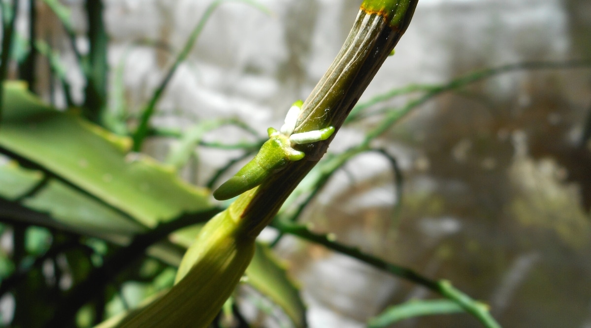 Primer plano de un keiki en el tallo, contra un fondo de invernadero borroso.  Keiki es una pequeña planta nueva con raíces blancas que crece directamente del tallo de la planta para propagarse.