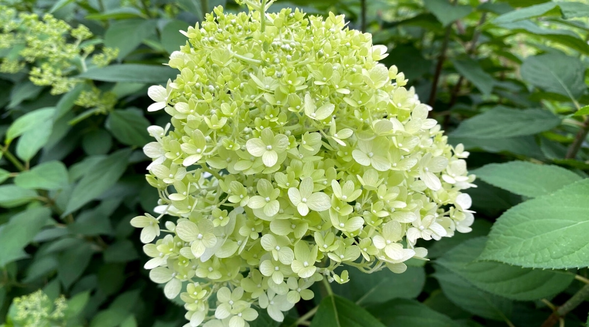 Primer plano de una gran panícula en forma de cono contra un fondo de hojas verdes en un jardín.  La gran inflorescencia consiste en pequeñas flores estériles de color verde pálido.