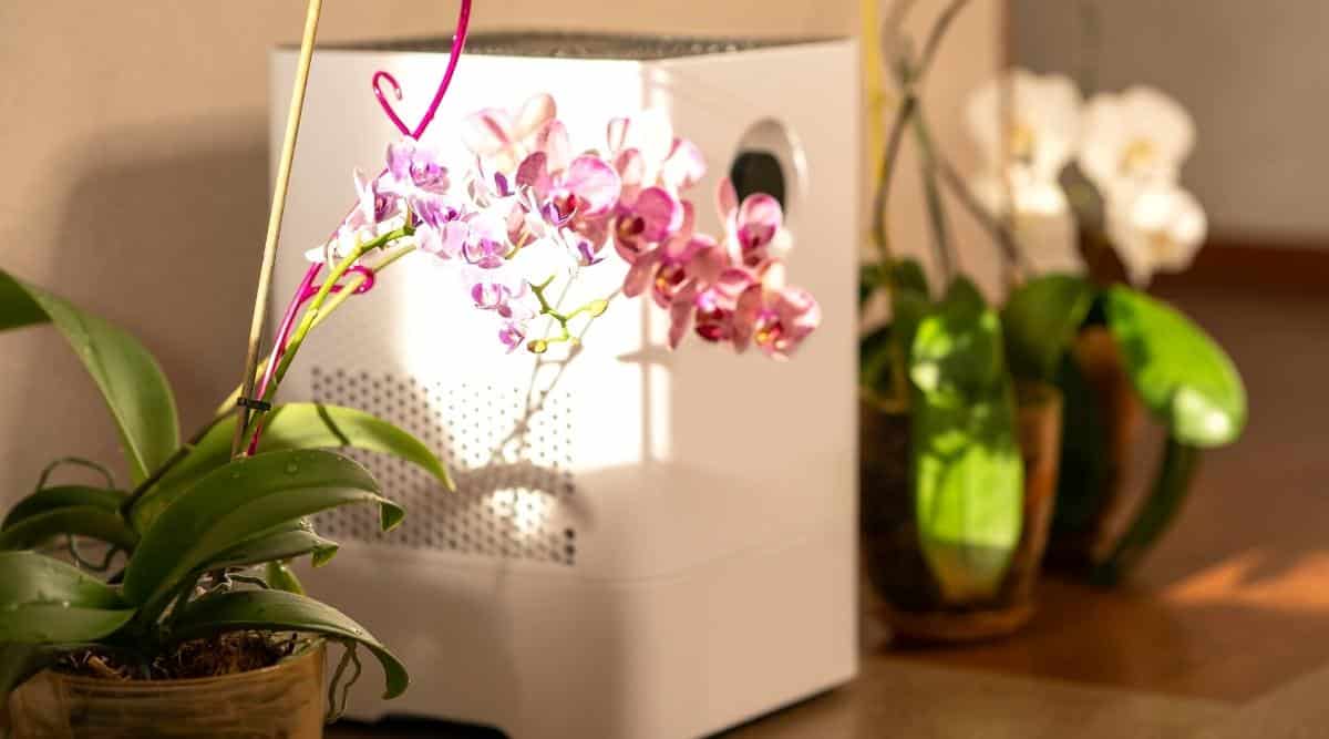 Primer plano de orquídeas en flor junto a un gran purificador de aire blanco.  Orquídeas en macetas amarillas translúcidas.  Las plantas consisten en hojas densas, ovaladas, oblongas, de color verde oscuro, cubiertas con gotas de agua, e inflorescencias altas de pequeñas flores rosadas.