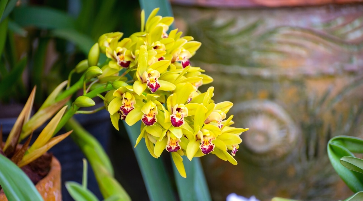 Primer plano de una orquídea en maceta densamente floreciente en un jardín botánico.  Inflorescencias largas de flores medianas, de color amarillo brillante.  El labelo es blanco con ricas marcas de color rosa oscuro en las puntas.
