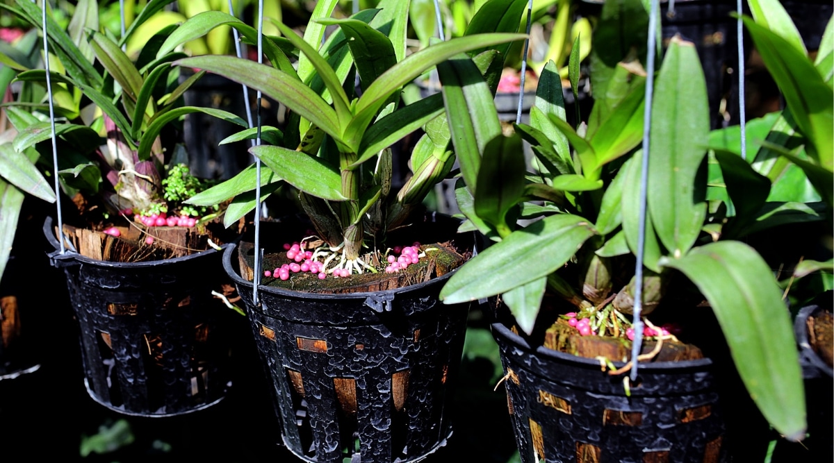 Primer plano de orquídeas en macetas colgantes, en un jardín soleado.  La planta tiene hojas largas, estrechas, ovaladas, de color verde oscuro.  Los gránulos redondos rosados ​​de fertilizante están en la mezcla de suelo en macetas.
