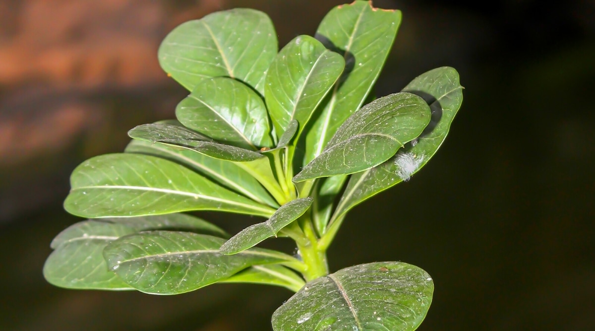 Primer plano de las hojas de una planta suculenta infectada con mildiú polvoroso contra un fondo negro.  Las hojas son de tamaño mediano, obovadas, alargadas, lisas, de color verde brillante, cubiertas de manchas de polvo blanco.