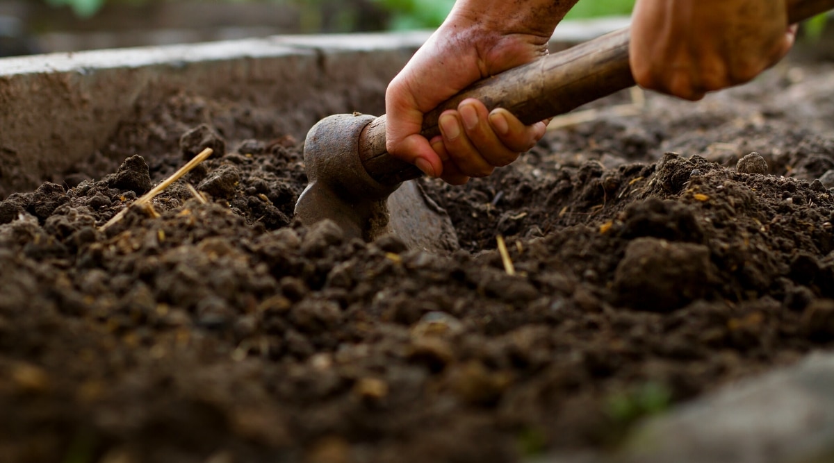 Un hombre usa una azada de jardinería para mezclar compost y tierra.  El suelo se ve muy rico y rico en nutrientes, listo para plantar.