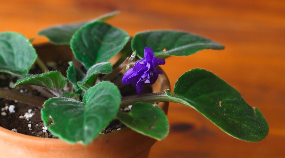 Planta de interior en una olla de barro con hojas dañadas.  La planta tiene hermosas hojas redondeadas, fuertemente peludas, de color verde oscuro, recogidas en una roseta extensa.  Una pequeña flor doble de color púrpura oscuro florece en el centro de la planta.