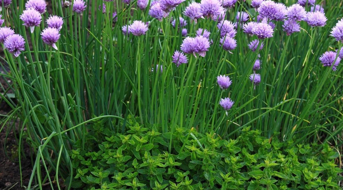 Primer plano de cebollino floreciente Allium schoenoprasum y orégano en el jardín.  Allium tiene hojas altas, delgadas, tubulares, de color verde brillante y tallos con flores en forma de estrella, hinchadas y de color púrpura claro.