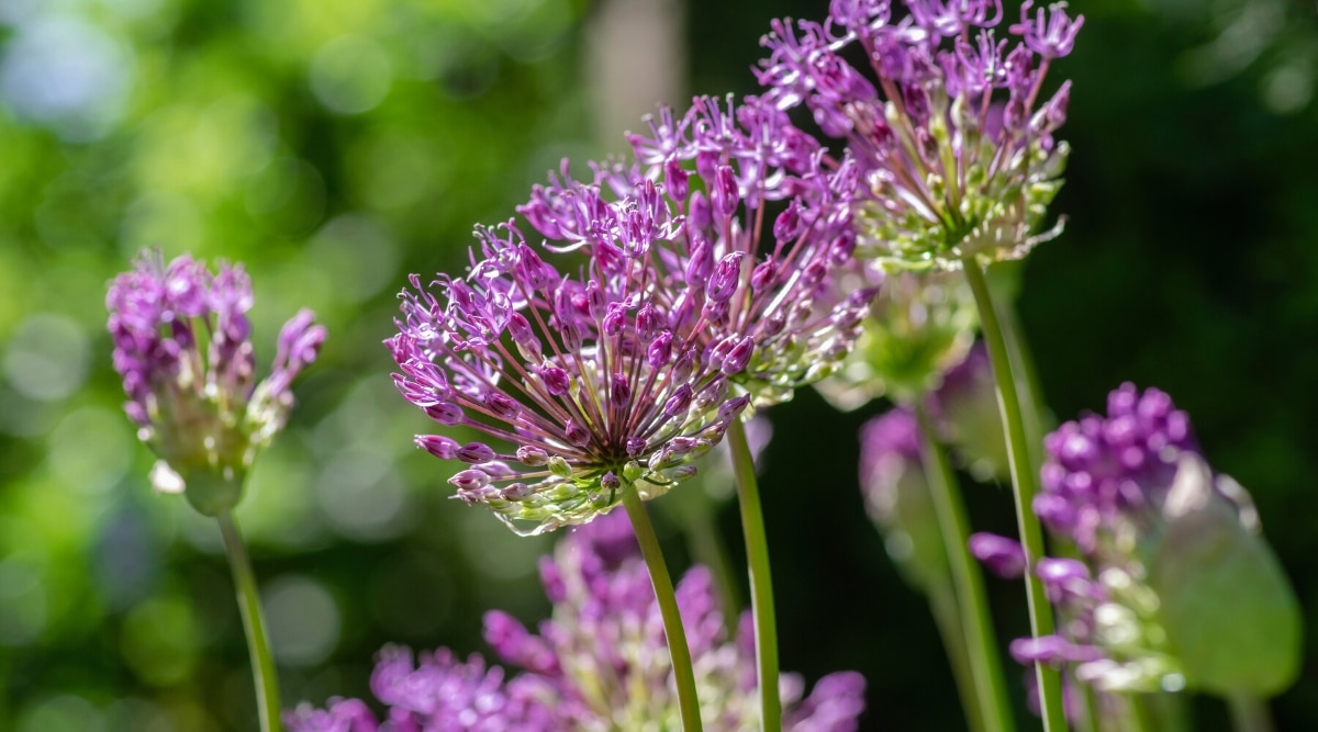 Primer plano de Allium hollandicum floreciente en un jardín soleado.  Las plantas forman grandes bolas de pequeñas flores de color púrpura oscuro con pétalos oblongos y delgados.  Los tallos son delgados, fuertes, altos, de color verde pálido.