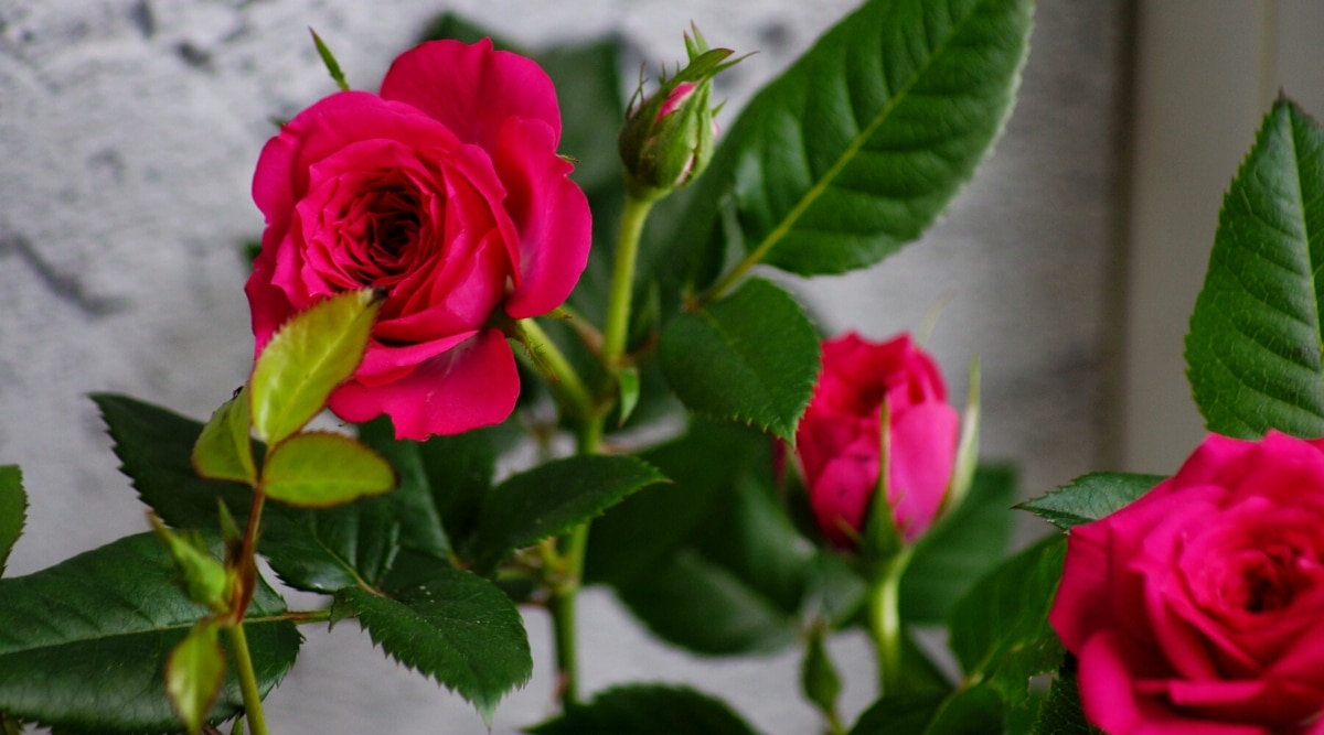 Primer plano de rosas en miniatura 'Be my Baby' floreciendo contra una pared gris.  Las flores son pequeñas, terry, la forma clásica de una rosa.  Las hojas son de color verde oscuro con bordes dentados.