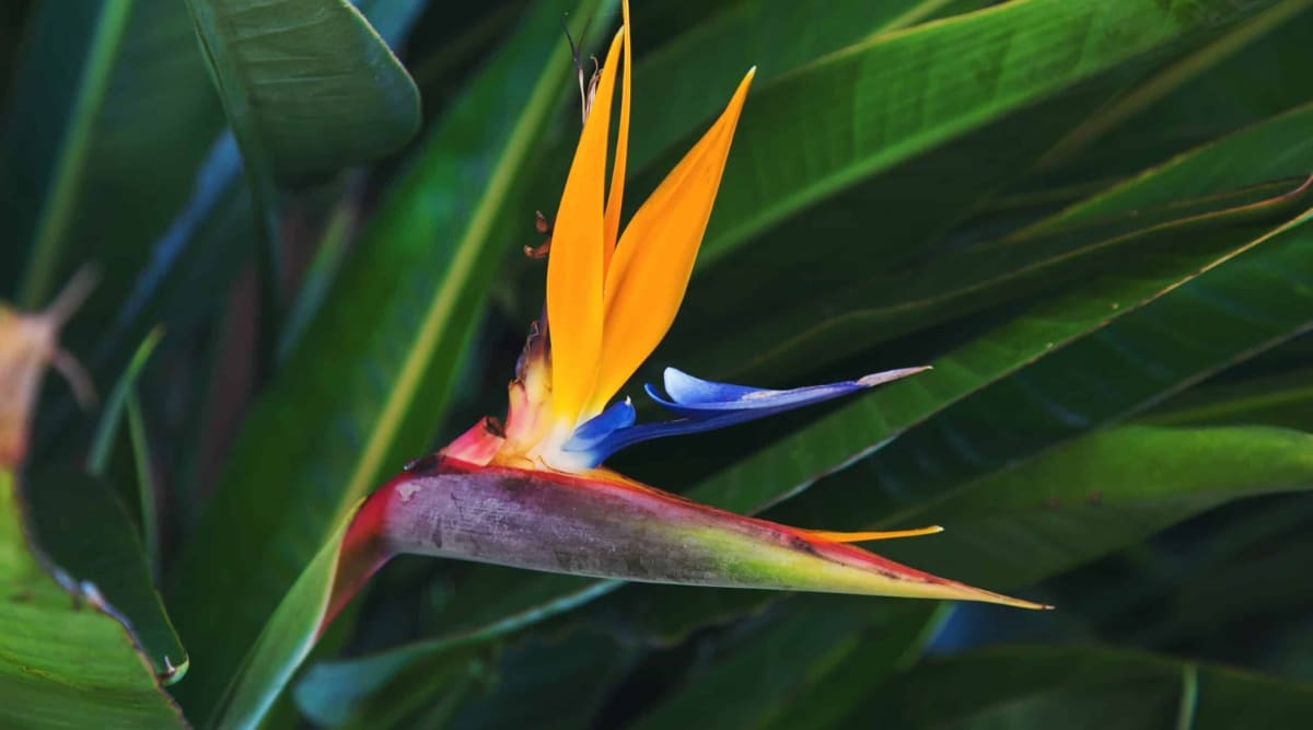Primer plano de hojas altas de color verde grisáceo que se asemejan a hojas de plátano que crecen en racimos.  En la parte superior, deslumbrantes sépalos anaranjados y brillantes pétalos azules se combinan para formar una inflorescencia que imita a un pájaro.