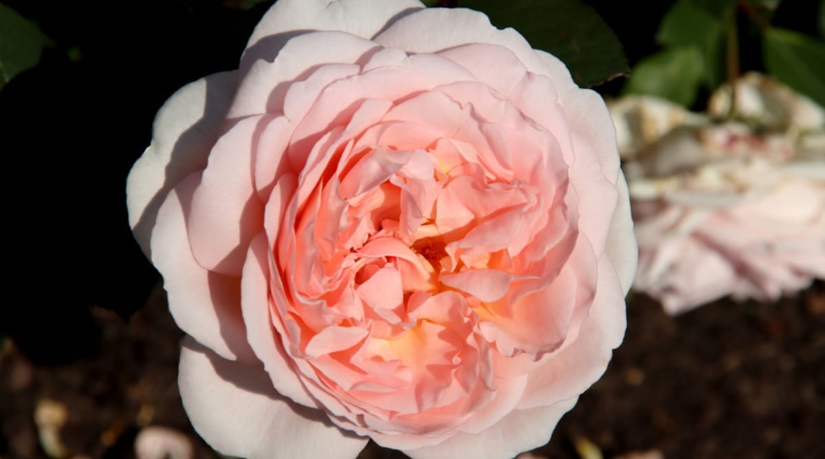 Primer plano de una sola flor grande en la luz del sol que se desvanece.  La flor se compone de varios pétalos de color rosa cremoso y delicado que se vuelven albaricoque hacia el centro.  Los pétalos son abundantes y florecen en forma de copa doble.