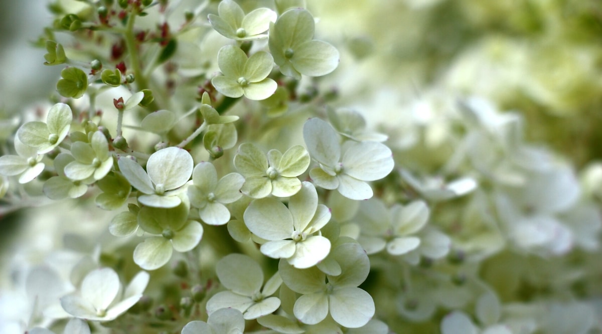 Flores en inflorescencias de hortensia enana de la variedad Bobo.  Las flores son pequeñas, de color blanco nieve, con un ligero tono verde pálido, tienen 4 pétalos redondeados.