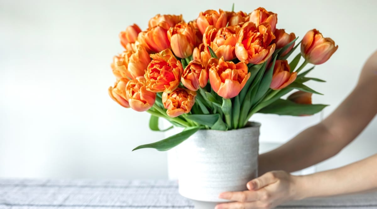 Un gran ramo de exuberantes tulipanes naranjas en un jarrón blanco sobre la mesa, sobre un fondo blanco.  Las manos de las mujeres están ajustando el jarrón.  Los tulipanes tienen flores grandes, dobles, ahuecadas, de color naranja brillante.