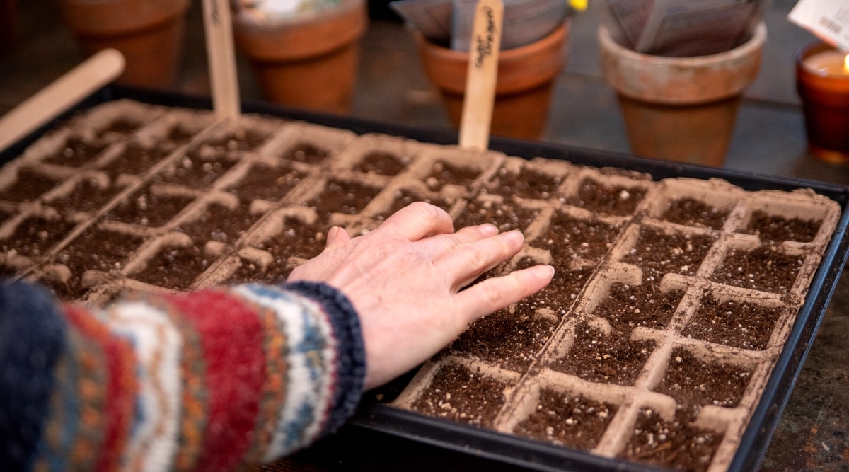 Primer plano de la mano de un jardinero probando el suelo de semillas recién plantadas en bandejas de semillas, sobre una mesa.  También hay macetas con bolsas de diferentes semillas sobre la mesa.  Un jardinero con un suéter colorido.