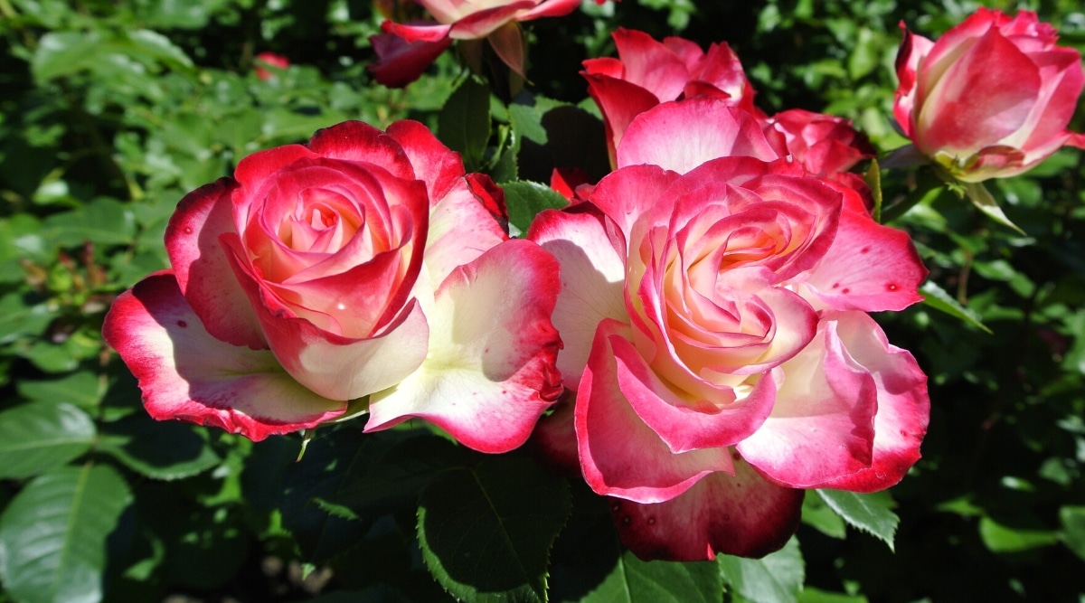 Primer plano de dos flores grandes con capas de pétalos superpuestos que son de color blanco con puntas de color rosa brillante. 