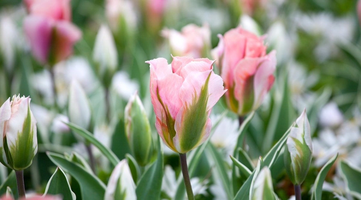 Primer plano de los tulipanes de 'China Town' que florecen en el jardín.  Las flores son grandes, en forma de copa, tienen pétalos verticales de color rojizo con plumas verdes en el exterior.  Los pétalos son ligeramente ondulados a lo largo de los bordes.  Las hojas son de color verde oscuro con bordes blancos.
