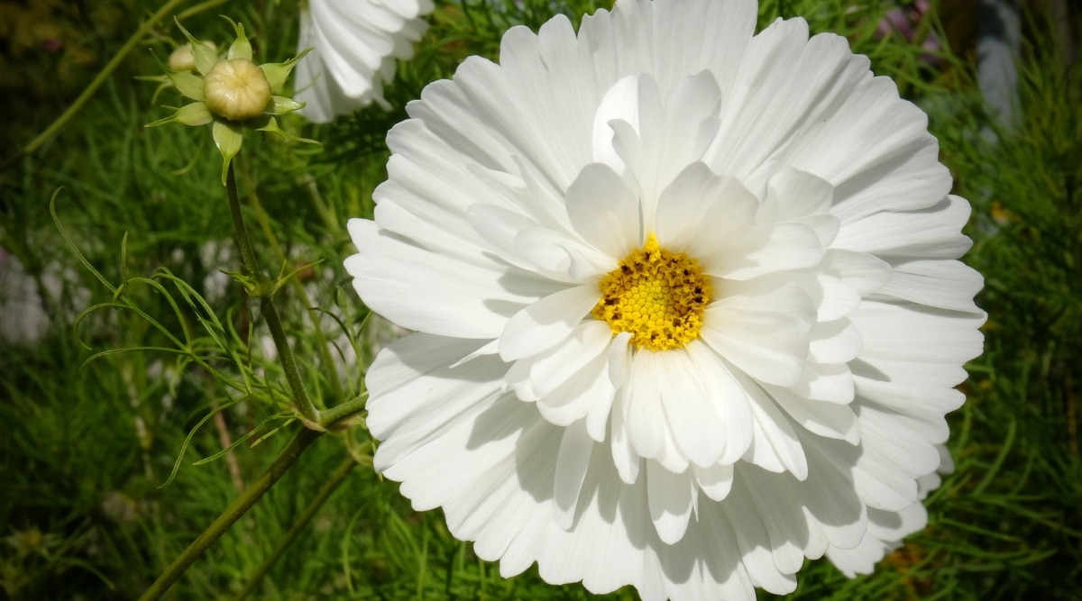 Primer plano de una flor que es de color blanco puro y tiene una doble fila de pétalos suaves y plumosos.  Tiene tallos verdes delgados y hojas verdes finamente divididas, como helechos.  