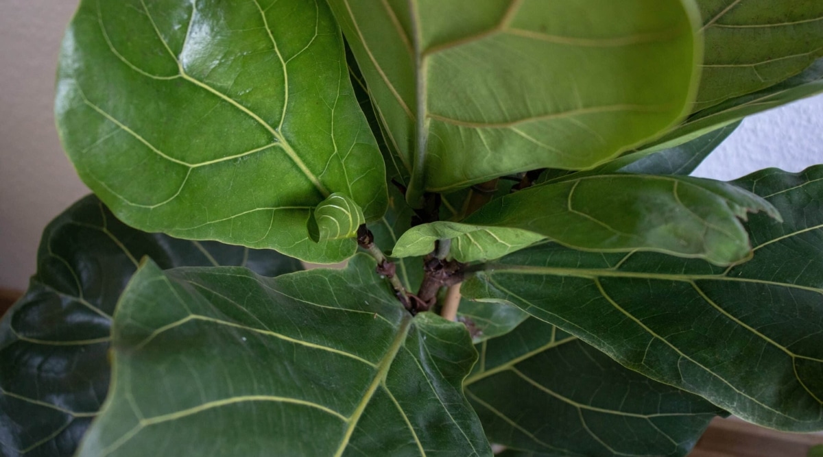 La planta presenta hojas gruesas de color verde cuero en forma ovalada con venas pronunciadas.  La parte inferior de las hojas tiene un color verde pálido, mientras que las superficies superiores son de color verde oscuro.  Se puede ver una corteza marrón escamosa.