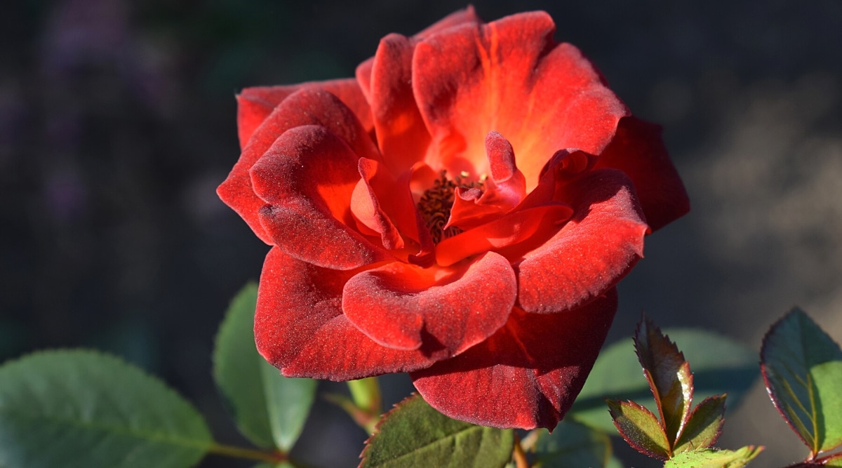 Primer plano de una flor floreciente de 'Café en grano' contra un fondo borroso en un jardín soleado.  La flor es pequeña, doble, tiene pétalos ondulados de un color rojo anaranjado intenso, con un reverso herrumbroso oscuro.