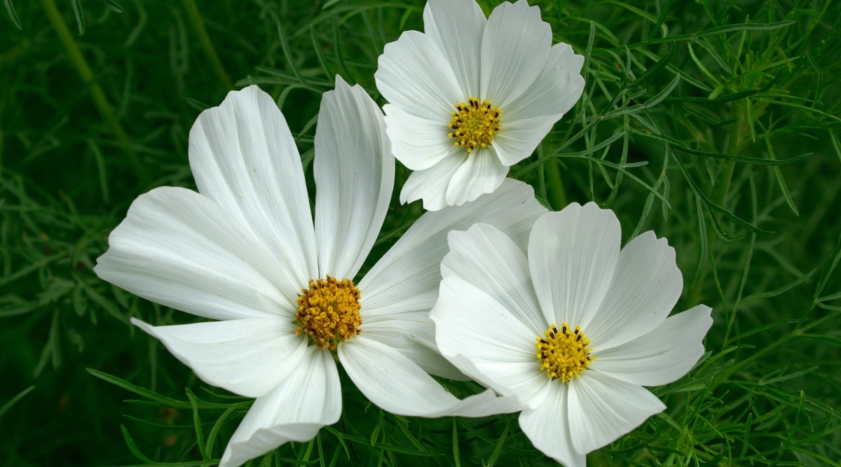 Primer plano de tres flores de pureza que son de color blanco puro, con un centro amarillo y apariencia de margarita.  Las hojas son como un helecho, pinnadas compuestas y de color verde. 