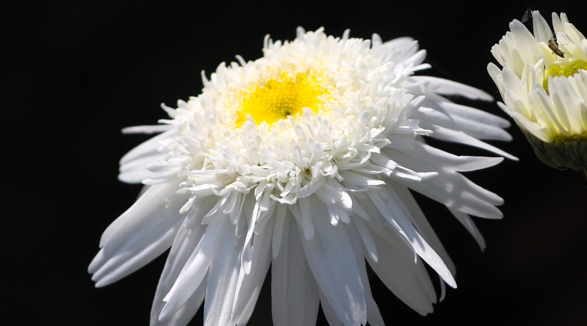 Primer plano de una flor White Knight que tiene un color blanco puro y un centro amarillo.  Los pétalos están ondulados y dispuestos en una sola capa alrededor del centro.  Se captura en un entorno con un fondo oscuro.
