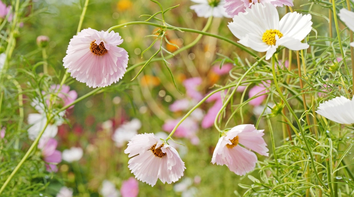 Primer plano de Cupcakes Blush, que tiene flores delicadas e impresionantes de color rosa con un toque de blanco.  Las hojas son como plumas, con numerosos folíolos pequeños y verdes dispuestos a lo largo de un tallo verde central.