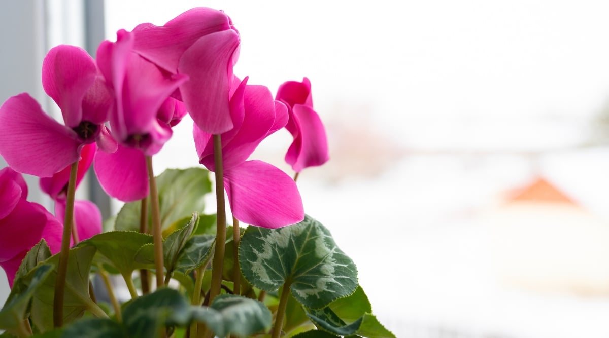 Cerca de una planta sentada frente a una ventana.  La planta tiene hojas verdes pequeñas y redondeadas con un diseño verde claro y tallos altos con flores de color rosa brillante.