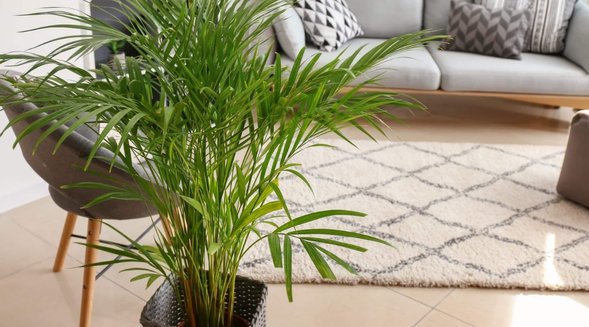 Areca Palm tiene hojas verdes que se curvan hacia arriba en múltiples tallos con nervaduras amarillas.  La planta tiene tallos parecidos al bambú que son erectos y agrupados.  Se coloca en una maceta decorativa marrón en una sala de estar espaciosa y acogedora.