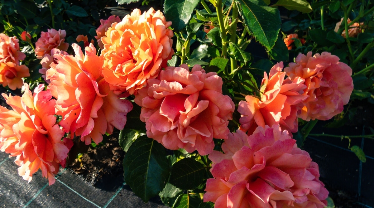 Primer plano de un rosal profusamente floreciente 'Easy Does It' en un jardín soleado.  El arbusto tiene flores grandes, dobles, con pétalos rosa melocotón ligeramente festoneados.  El follaje es grande, de color verde oscuro, de forma ovalada con bordes dentados.