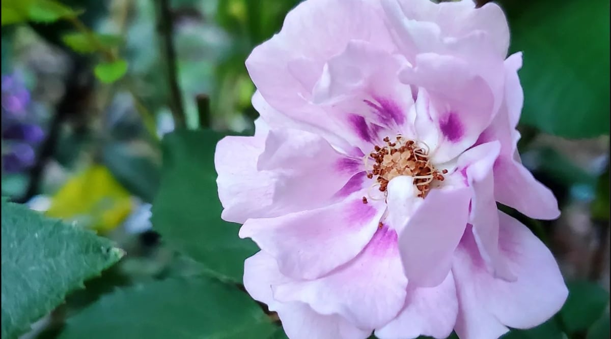 Agradable a la vista variedad de rosas que crecen en el jardín con flores rosas.  La imagen está de cerca y muestra el color de la flor.