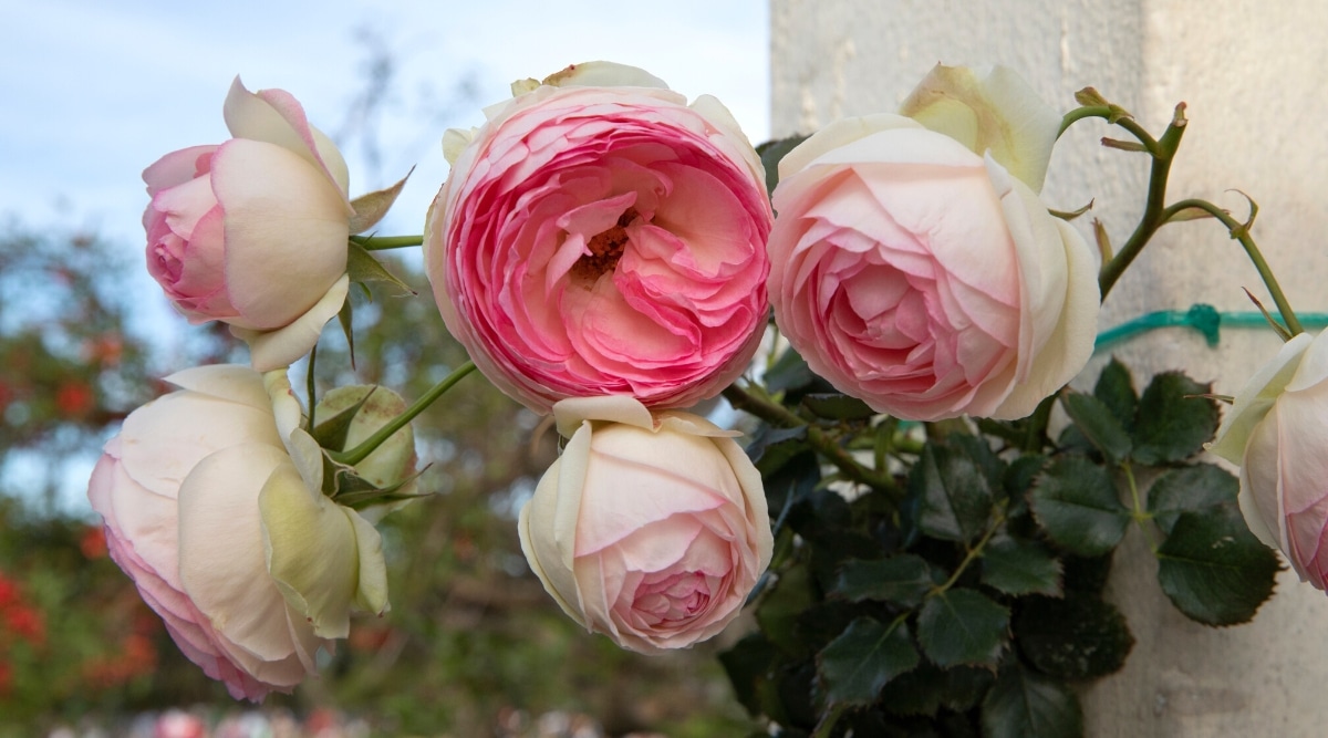 Cinco flores en un tallo alto, verde y espinoso.  Cada flor es blanca alrededor de los pétalos exteriores que se desvanecen en un rosa claro en los pétalos centrales.  Los pétalos de las flores están densamente empaquetados y ahuecados hacia adentro.