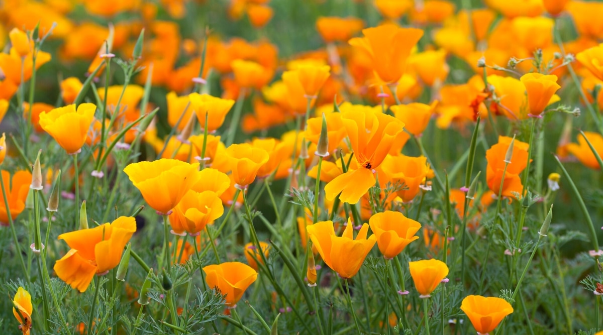 Primer plano de las plantas con flores de Eschscholzia californica en un jardín soleado.  La planta tiene flores pequeñas, individuales, en forma de copa, de 4 pétalos, de color naranja brillante y hojas de color azul verdoso, finamente divididas, parecidas a un helecho.