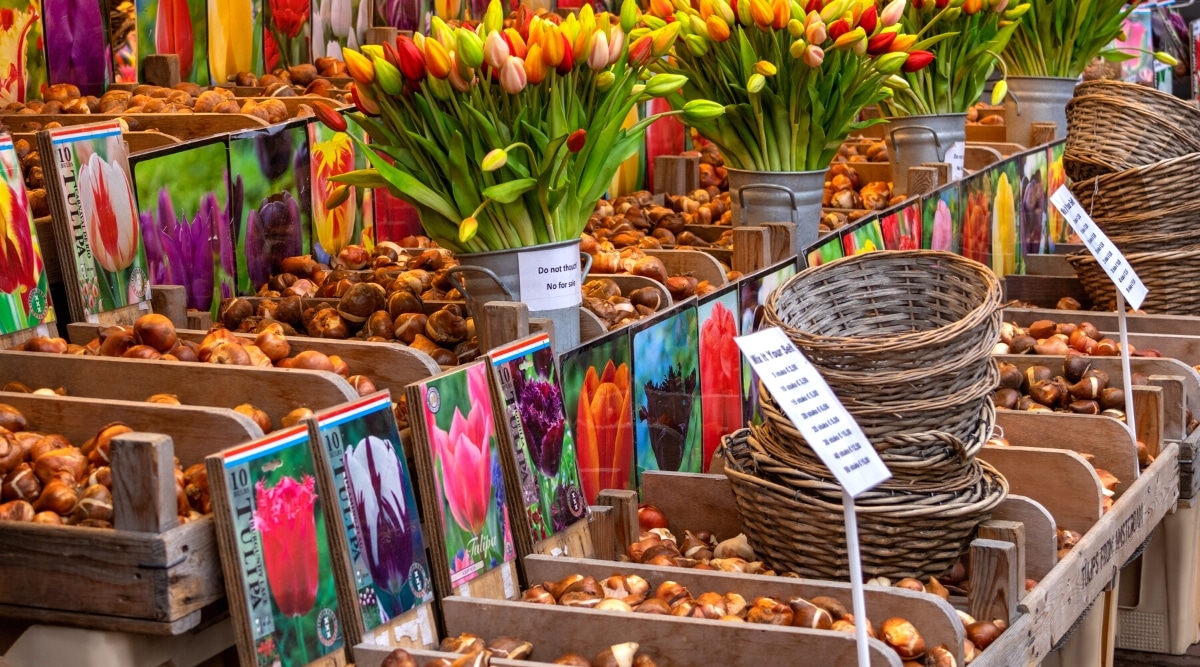 Un mercado con muchas cajas de madera llenas de diferentes variedades de bulbos de tulipanes.  Encima de cada caja hay una placa con la imagen de un tulipán y la inscripción de la variedad.  Varias cestas de mimbre están en los estantes.  4 hermosos jarrones con exuberantes ramos de coloridos tulipanes están en los estantes junto a los bulbos.
